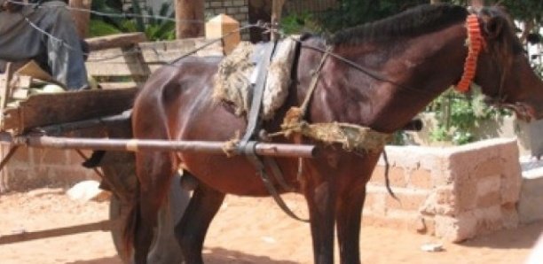  Insolite à Kaël: La gendarmerie alpague le larron Souka Ka qui avait soustrait le cheval d’un voleur