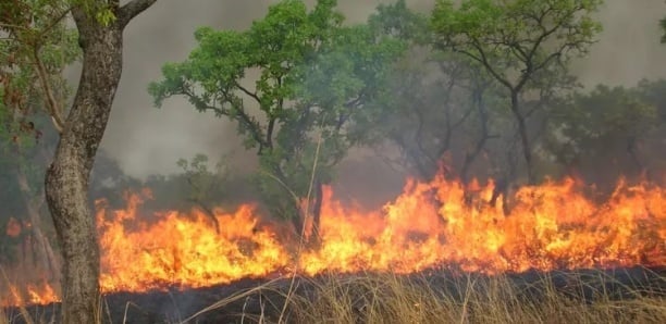  Ranch de Dolly : Un feu de brousse ravage plus de 15 ha du tapis herbacé