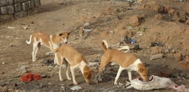  Horreur à Kouthiagaydi : des restes humains découverts par des chiens errants