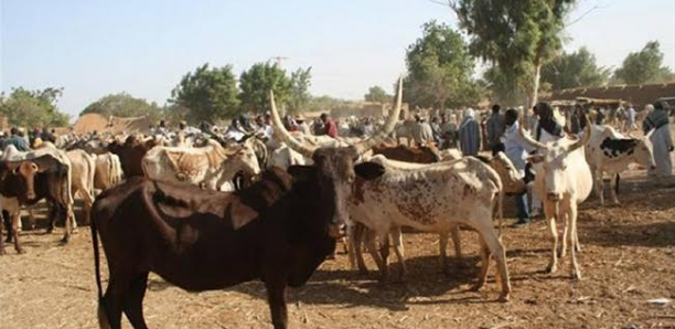  Vol de bétail : Les éleveurs interpellent les autorités