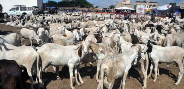  Tabaski 2024 : plus de 38 000 moutons invendus